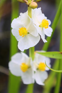 500 White Broadleaf ARROWHEAD Sagittaria Latifolia POND WETLAND Flower Seeds