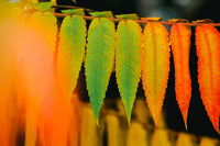 30 FLAMELEAF SUMAC TREE Shining Dwarf Winged Rhus Schmaltzia Copallina Seeds