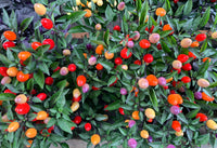 25 BOLIVIAN RAINBOW PEPPER Multi Colored Chili Capsicum Annuum Vegetable Seeds