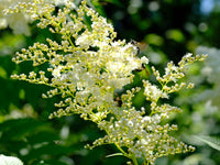 75 SMOOTH SUMAC TREE Red Berries Rhus Glabra Borealis Seeds