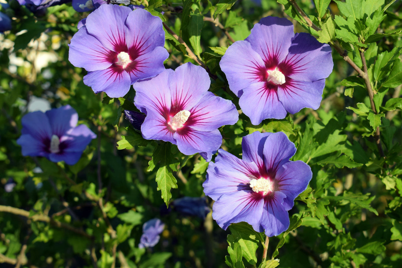 1000 BULK Mixed Colors ROSE Of SHARON HIBISCUS Syriacus Flower Tree Shrub Seeds
