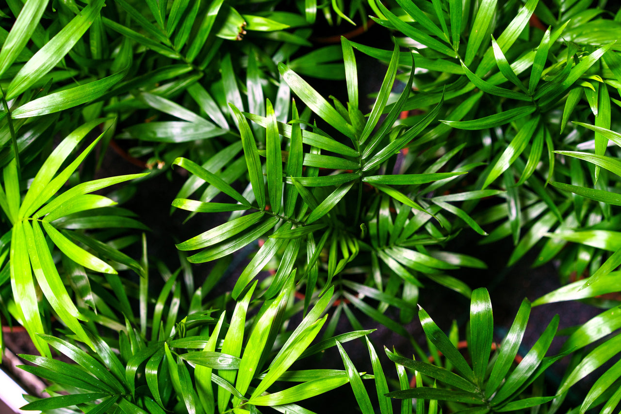 5 BAMBOO PALM Chamaedorea Seifrizii Reed or Parlor Palm Tree Sun Shade Houseplant Seeds