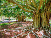 50 BANYAN / BANYAN FIG TREE East Indian Ficus Benghalensis Aerial Root Houseplant Seeds