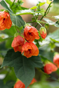 30 Mixed Colors FLOWERING MAPLE (Chinese Bell Flower) Abutilon Hybridum Shrub Bush Small Tree Seeds