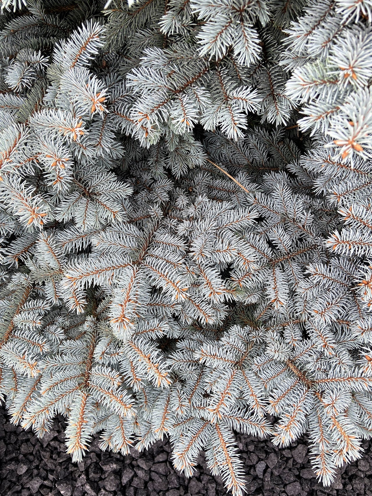 50 Colorado BLUE SPRUCE Tree Picea Pungens Glauca Christmas Tree White Silver Spruce Evergreen Seeds