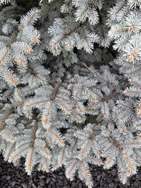 50 Colorado BLUE SPRUCE Tree Picea Pungens Glauca Christmas Tree White Silver Spruce Evergreen Seeds