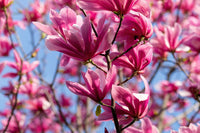 5 SAUCER MAGNOLIA x Soulangeana Denudata & Liliiflora 5 - 10