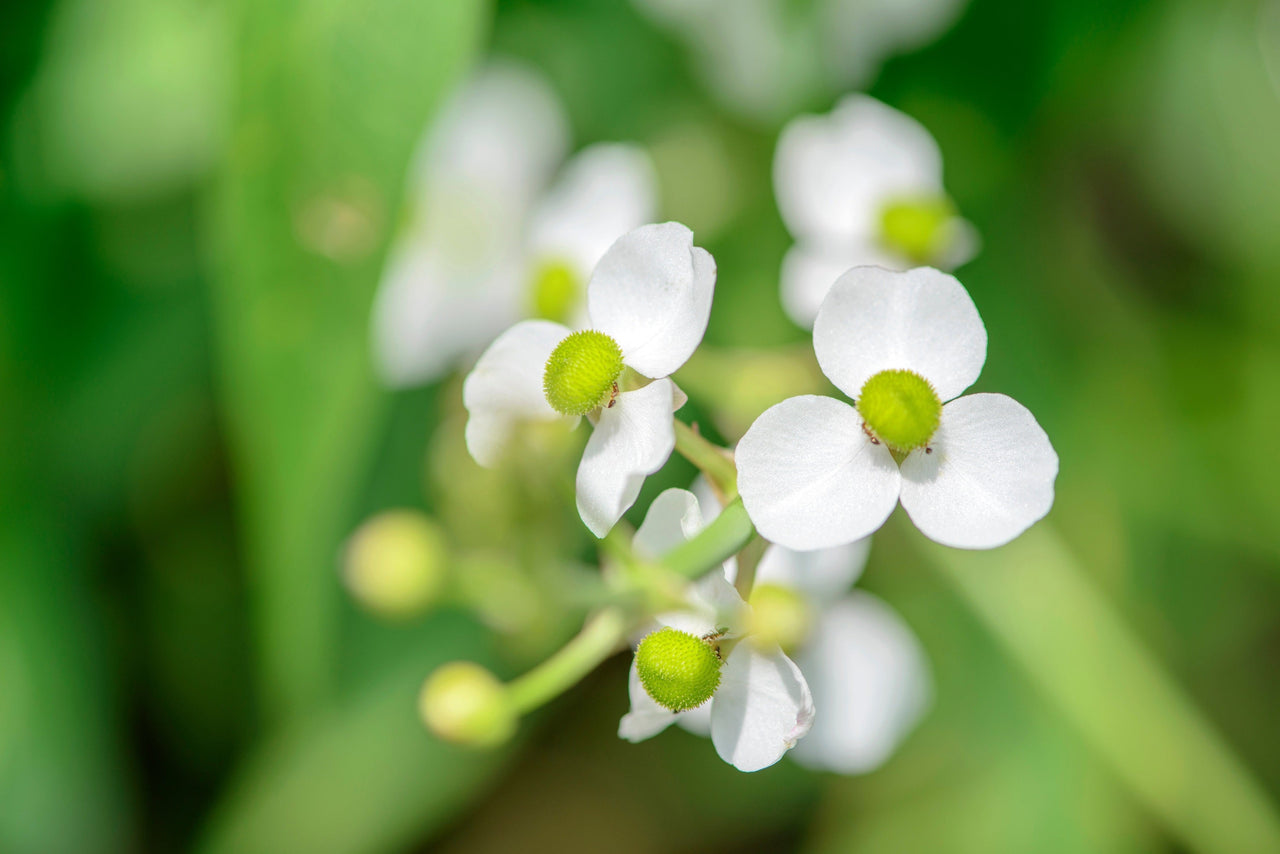 500 White Broadleaf ARROWHEAD Sagittaria Latifolia POND WETLAND Flower Seeds