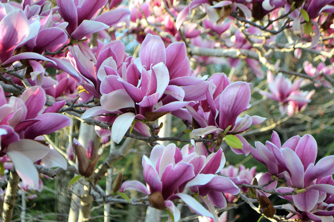 5 SAUCER MAGNOLIA x Soulangeana Denudata & Liliiflora 5 - 10" Pink & White Flower Tulip Tree Seeds