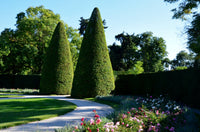 10 ENGLISH YEW Taxus Baccata Tree Shrub Conifer Sun or Shade Red Ornamental Berry Seeds