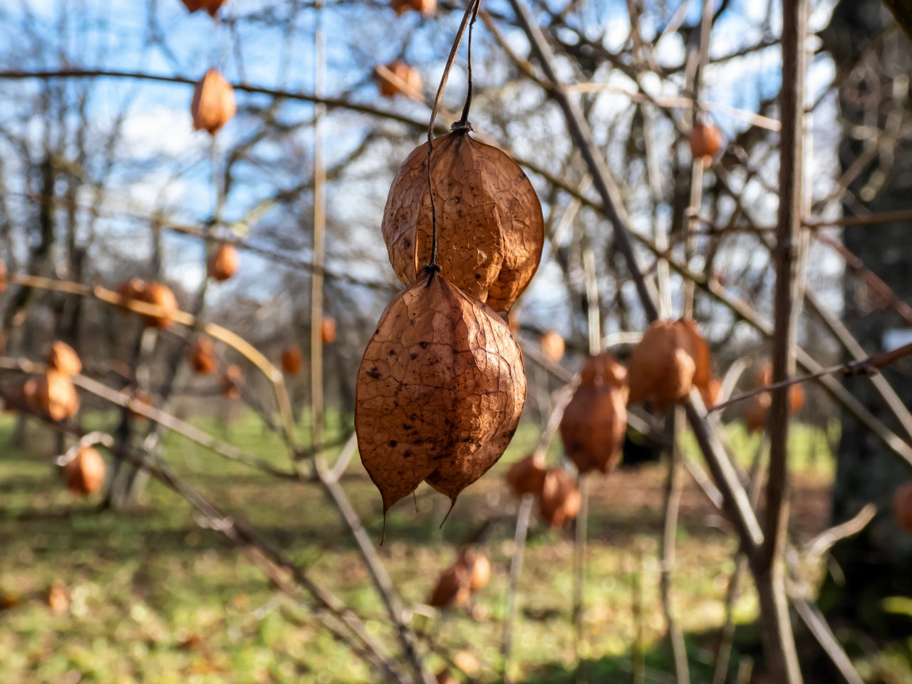 5 AMERICAN BLADDERNUT Tree Staphylea Trifolia Shrub Green Pod White Flower Seeds