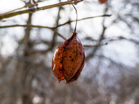 5 AMERICAN BLADDERNUT Tree Staphylea Trifolia Shrub Green Pod White Flower Seeds