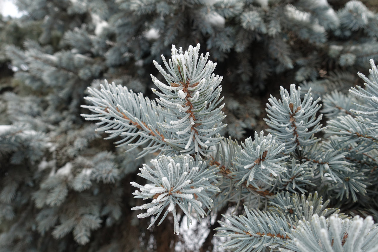 50 Colorado BLUE SPRUCE Tree Picea Pungens Glauca Christmas Tree White Silver Spruce Evergreen Seeds