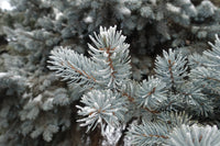 50 Colorado BLUE SPRUCE Tree Picea Pungens Glauca Christmas Tree White Silver Spruce Evergreen Seeds