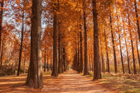 20 DAWN REDWOOD Tree Metasequoia Glyptostroboides Conifer Seeds
