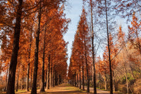 20 DAWN REDWOOD Tree Metasequoia Glyptostroboides Conifer Seeds