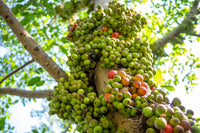 30 CLUSTER FIG Ficus Racemosa Red River Indian Guilar Tree Houseplant Seeds
