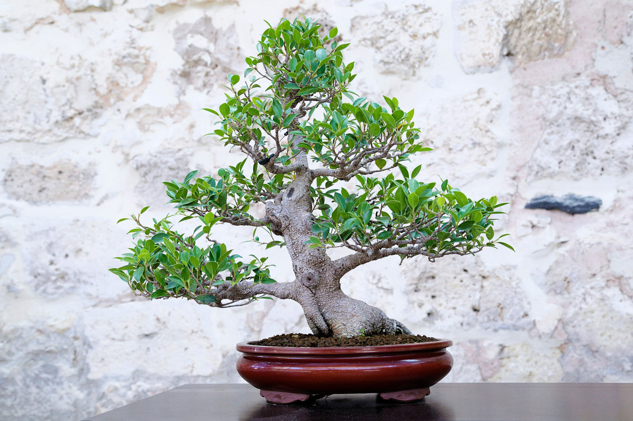 50 WEEPING FIG Ficus Benjamina Benjamin Indian Rubber Tree Houseplant Seeds