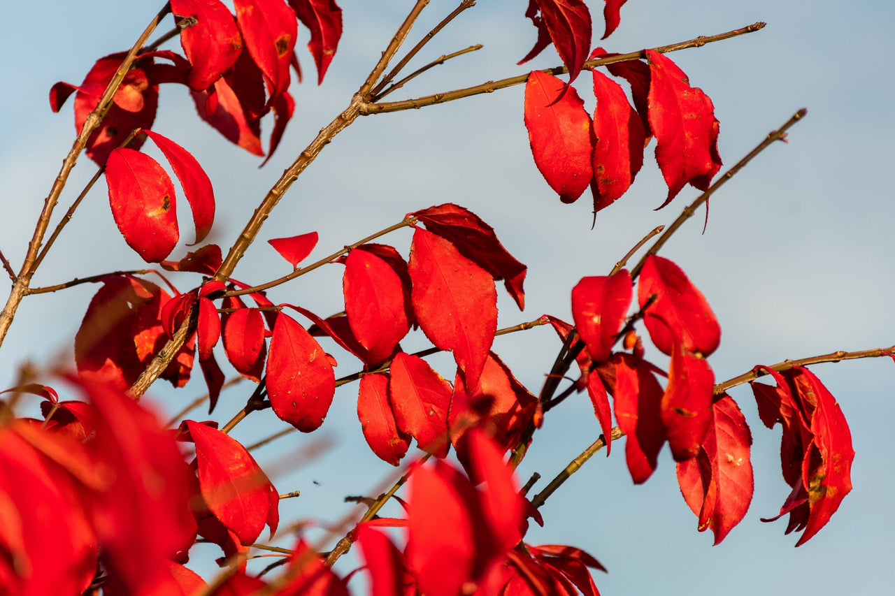 25 EUROPEAN SPINDLE TREE Euonymus Europaeus Spindletree Pink & Orange Flower Shrub Seeds