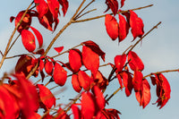 25 EUROPEAN SPINDLE TREE Euonymus Europaeus Spindletree Pink & Orange Flower Shrub Seeds