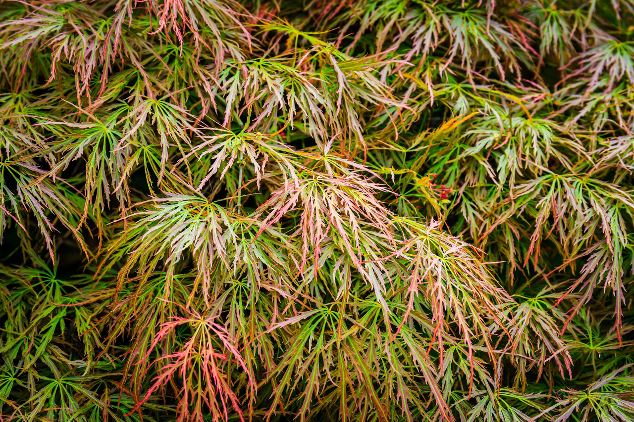 10 WEEPING LACELEAF MAPLE Japanese Acer Palmatum Dissectum Green Yellow Red Tree Seeds