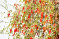 40 CRIMSON BOTTLEBRUSH Callistemon Citrinus Flowering Shrub Bush Small Tree Seeds