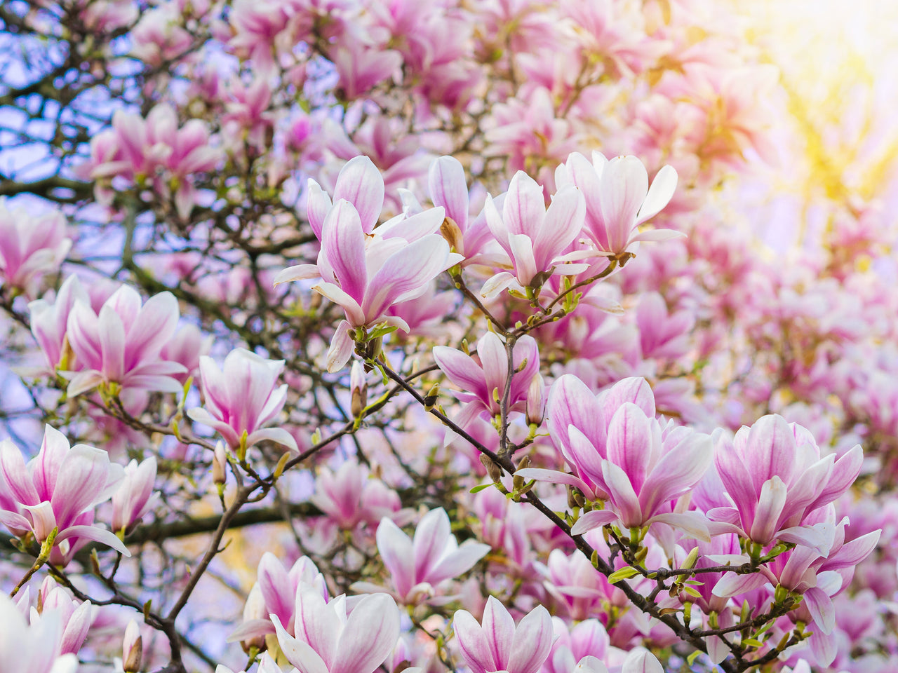 5 SAUCER MAGNOLIA x Soulangeana Denudata & Liliiflora 5 - 10" Pink & White Flower Tulip Tree Seeds
