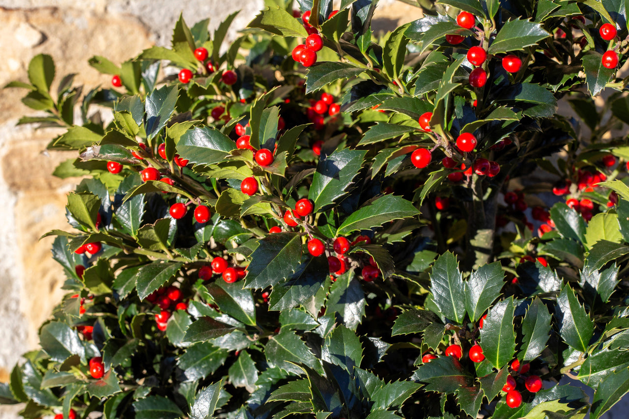 40 ENGLISH HOLLY Ilex Aquifolium aka European Common or Christmas Holly Evergreen Tree Shrub Berry Seeds
