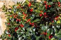 40 ENGLISH HOLLY Ilex Aquifolium aka European Common or Christmas Holly Evergreen Tree Shrub Berry Seeds