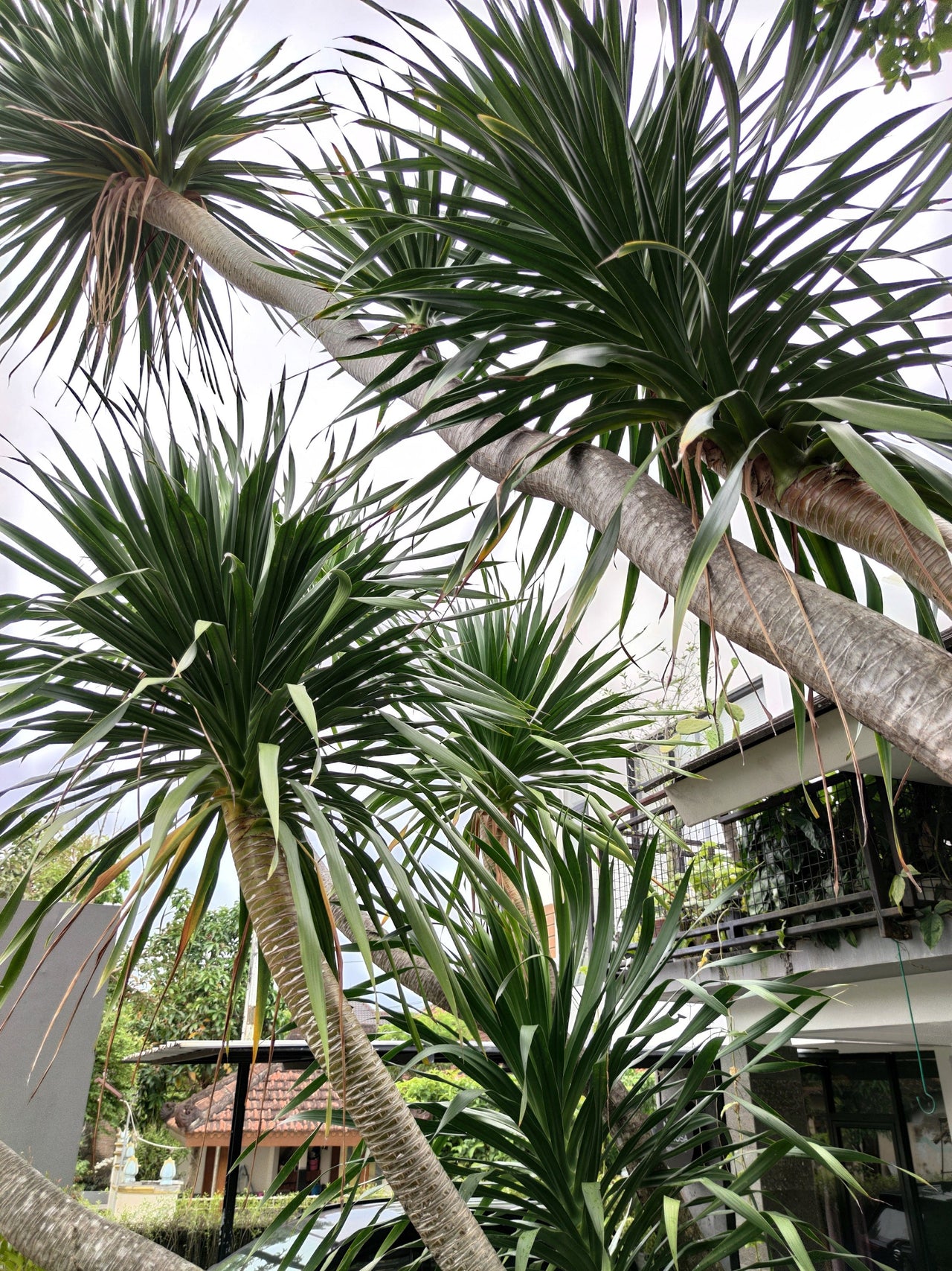 50 CABBAGE PALM / GIANT DRACAENA Australis Cordyline Tree Houseplant Seeds