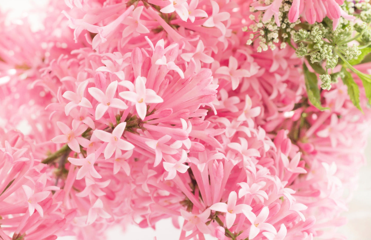 30 PINK LILAC Hungarian Lilac Tree Shrub Syringa Josikaea Fragrant Flower Seeds