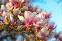 5 SAUCER MAGNOLIA x Soulangeana Denudata & Liliiflora 5 - 10