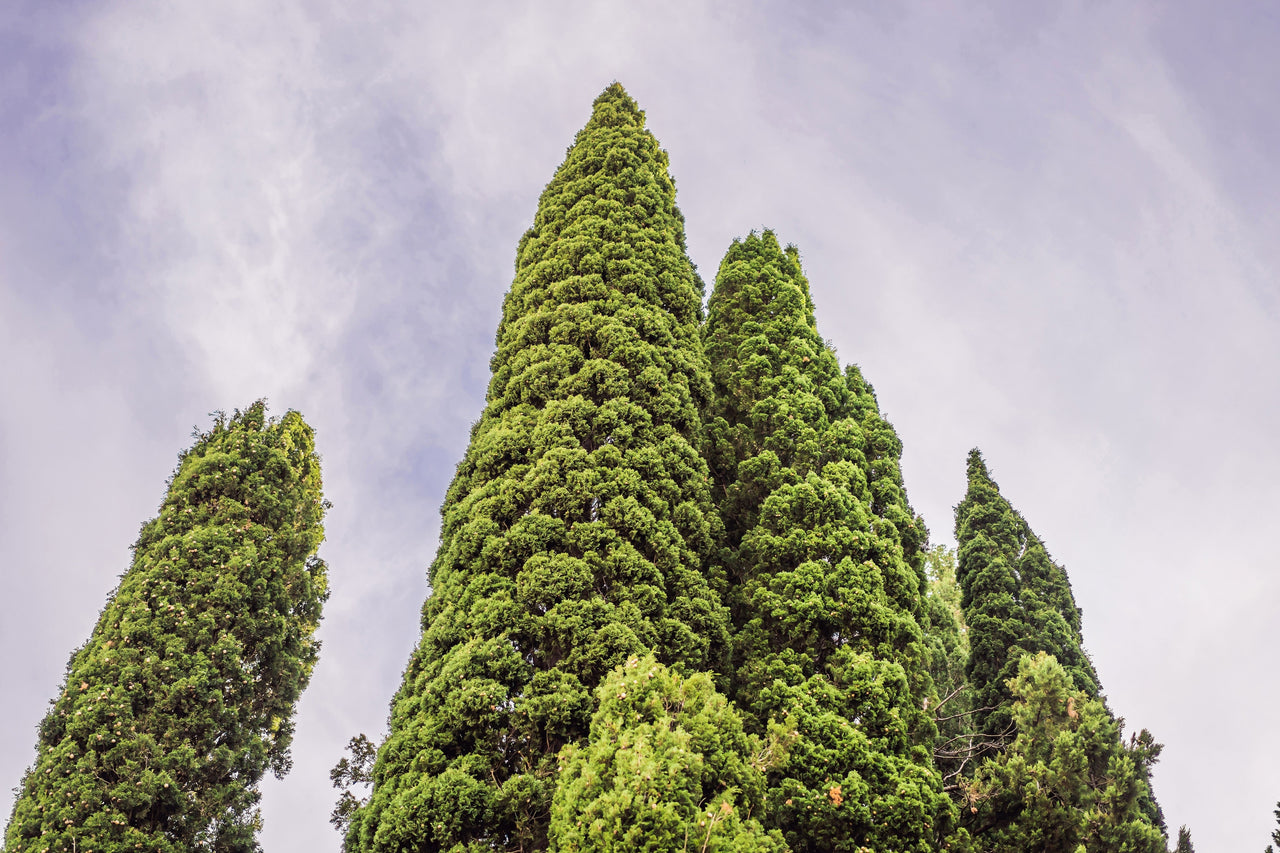 20 MEDITERRANEAN CYPRESS TREE Italian Pencil Pine Cedar Cupressus Sempervirens Stricta Seeds