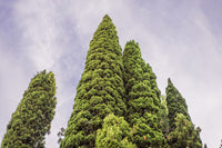 20 MEDITERRANEAN CYPRESS TREE Italian Pencil Pine Cedar Cupressus Sempervirens Stricta Seeds