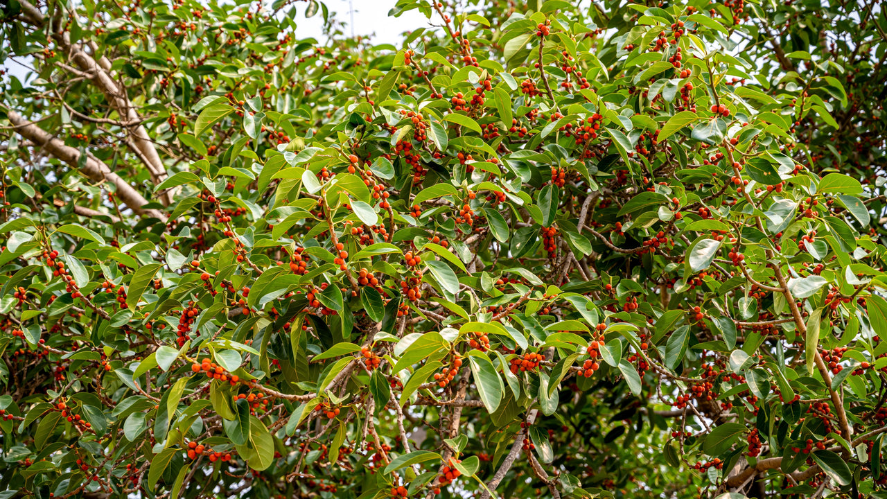50 BANYAN / BANYAN FIG TREE East Indian Ficus Benghalensis Aerial Root Houseplant Seeds