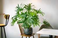 15 Lacy TREE PHILODENDRON Split Leaf Cut-leaf Selloum House Plant Seeds