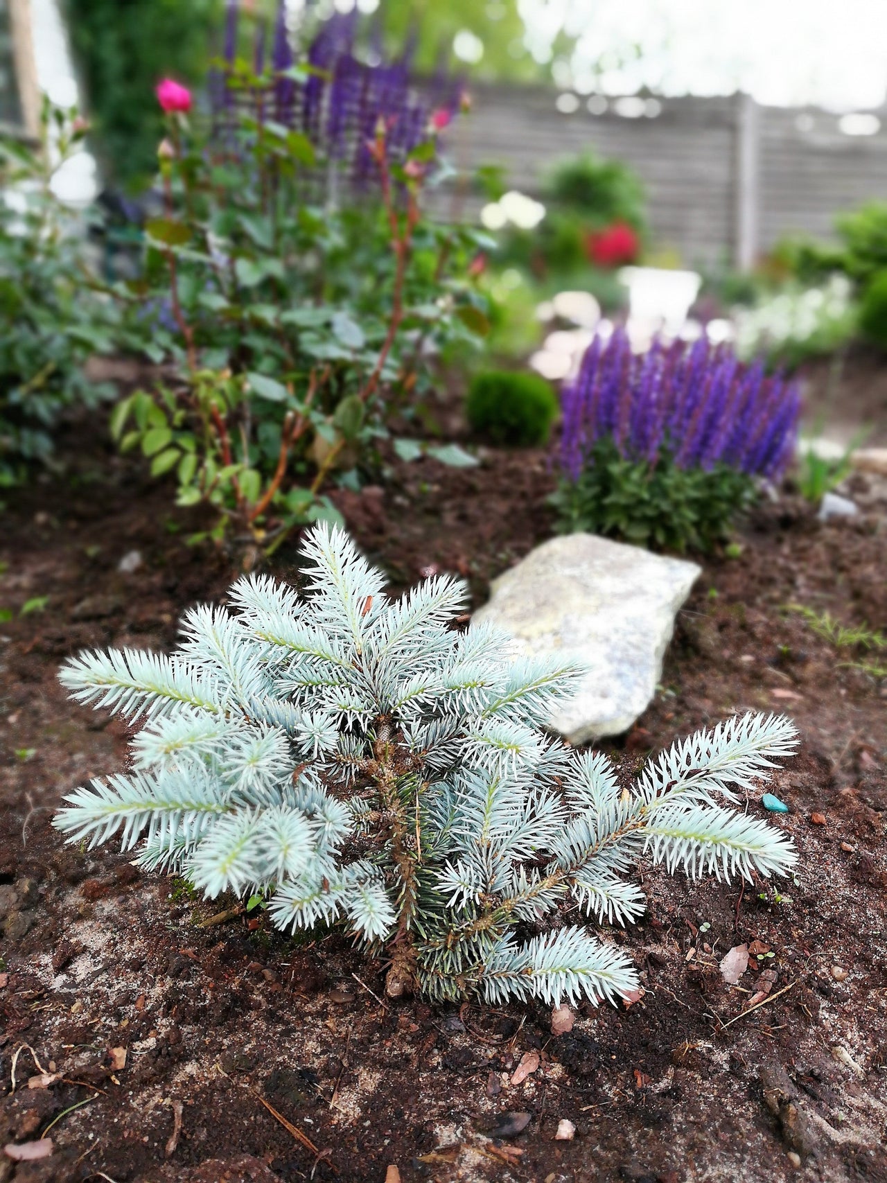 50 Colorado BLUE SPRUCE Tree Picea Pungens Glauca Christmas Tree White Silver Spruce Evergreen Seeds