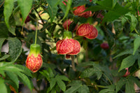 30 Mixed Colors FLOWERING MAPLE (Chinese Bell Flower) Abutilon Hybridum Shrub Bush Small Tree Seeds