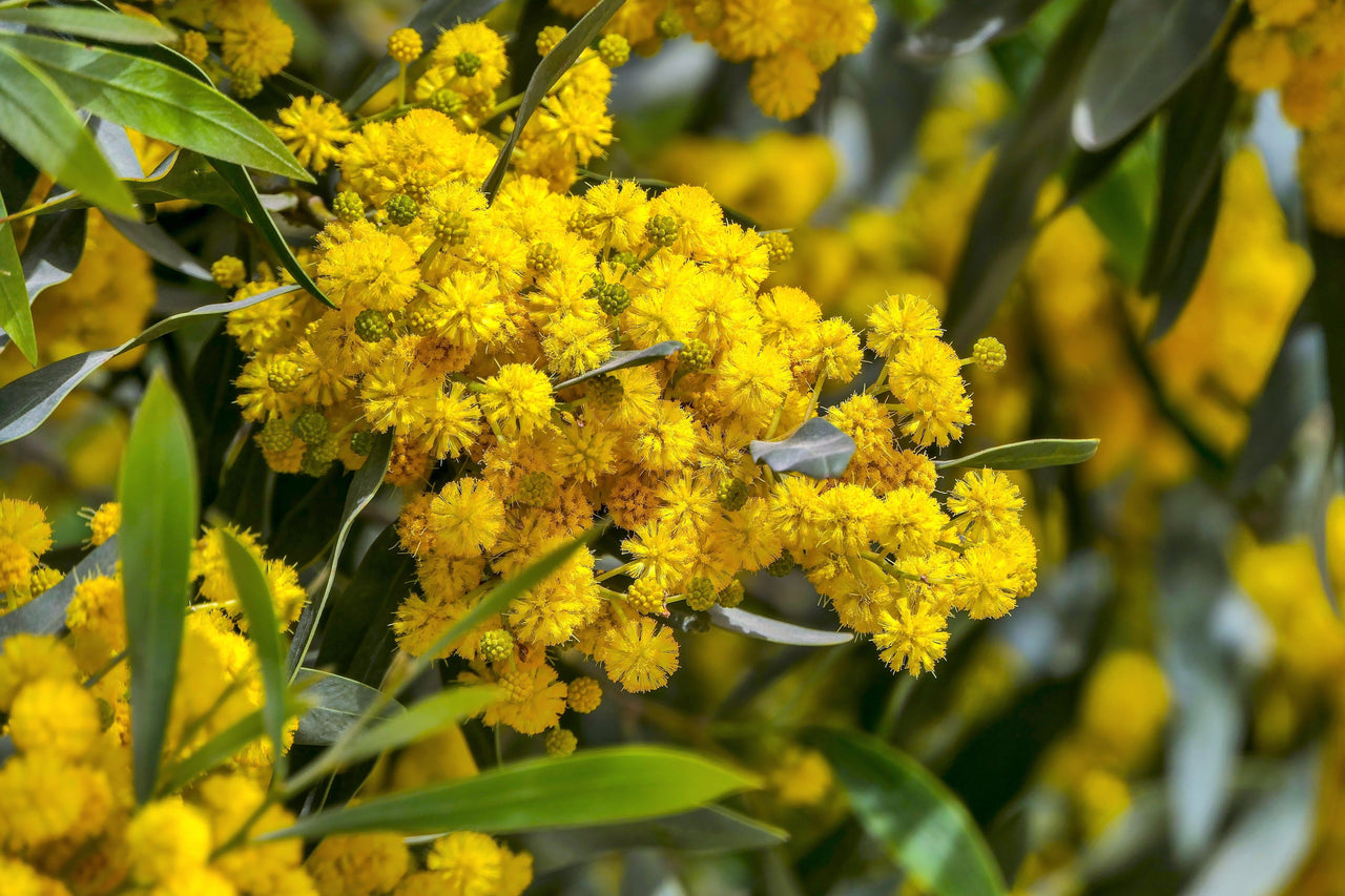 10 GOLDEN MIMOSA Acacia Baileyana Yellow Wattle Tree Flower Seeds