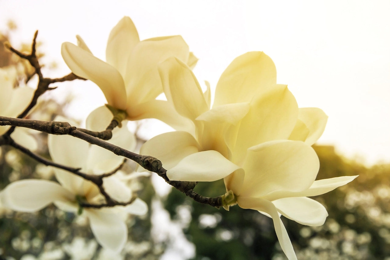 10 SOUTHERN MAGNOLIA TREE 12" White Flowers Native Grandiflora Bull Bay Seeds