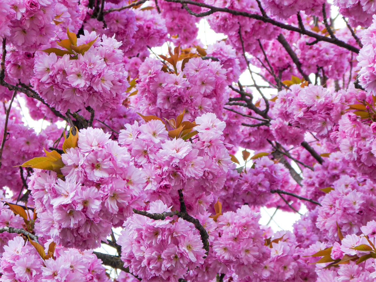 10 JAPANESE FLOWERING CHERRY Tree Oriental Prunus Serrulata Flower Seeds