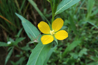 1000 Yellow SEEDBOX (Bushy Water Primrose / Rattlebox / False Loosestrife) Ludwigia Alternifolia Flower Seeds