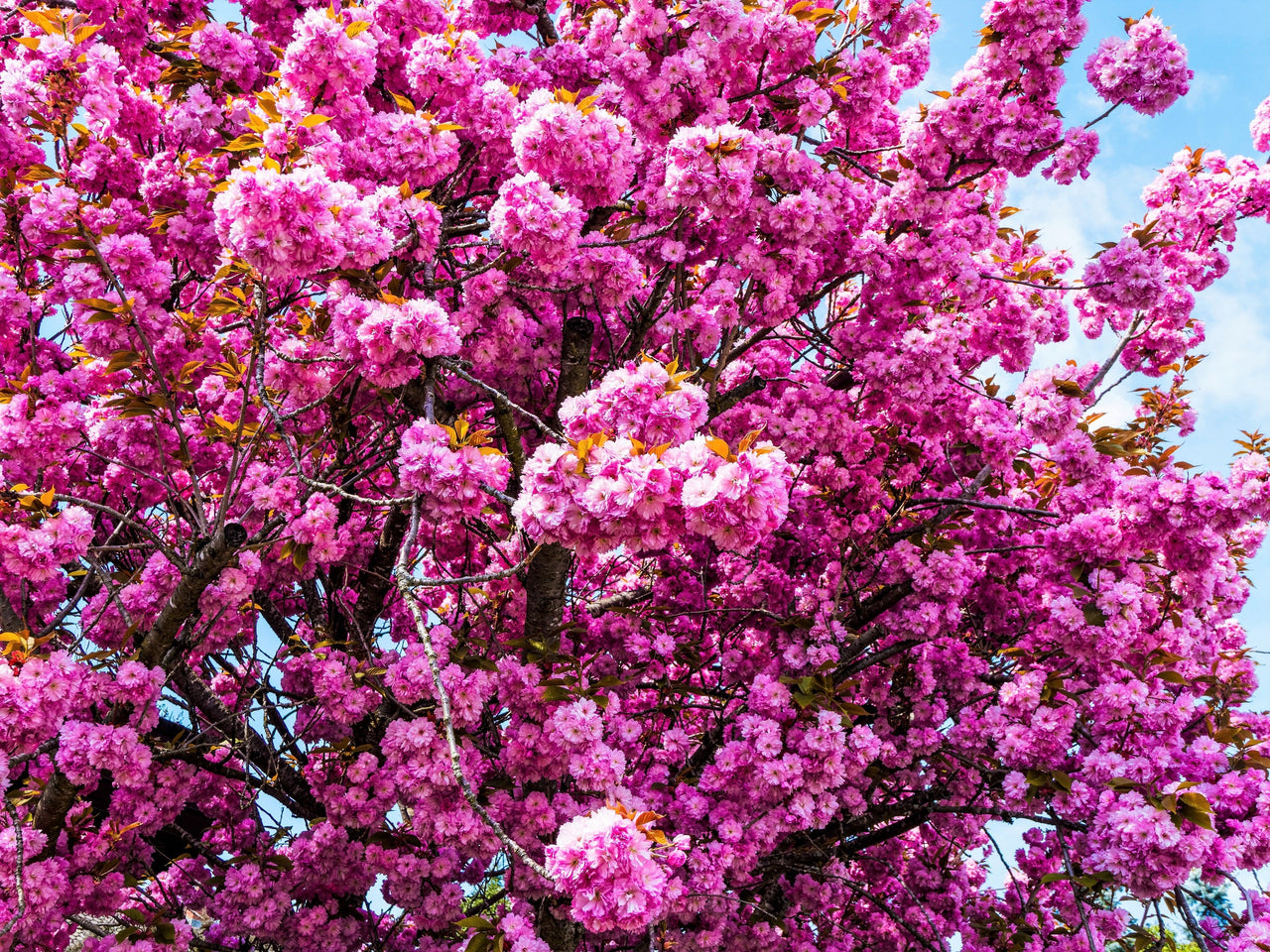 10 JAPANESE FLOWERING CHERRY Tree Oriental Prunus Serrulata Flower Seeds