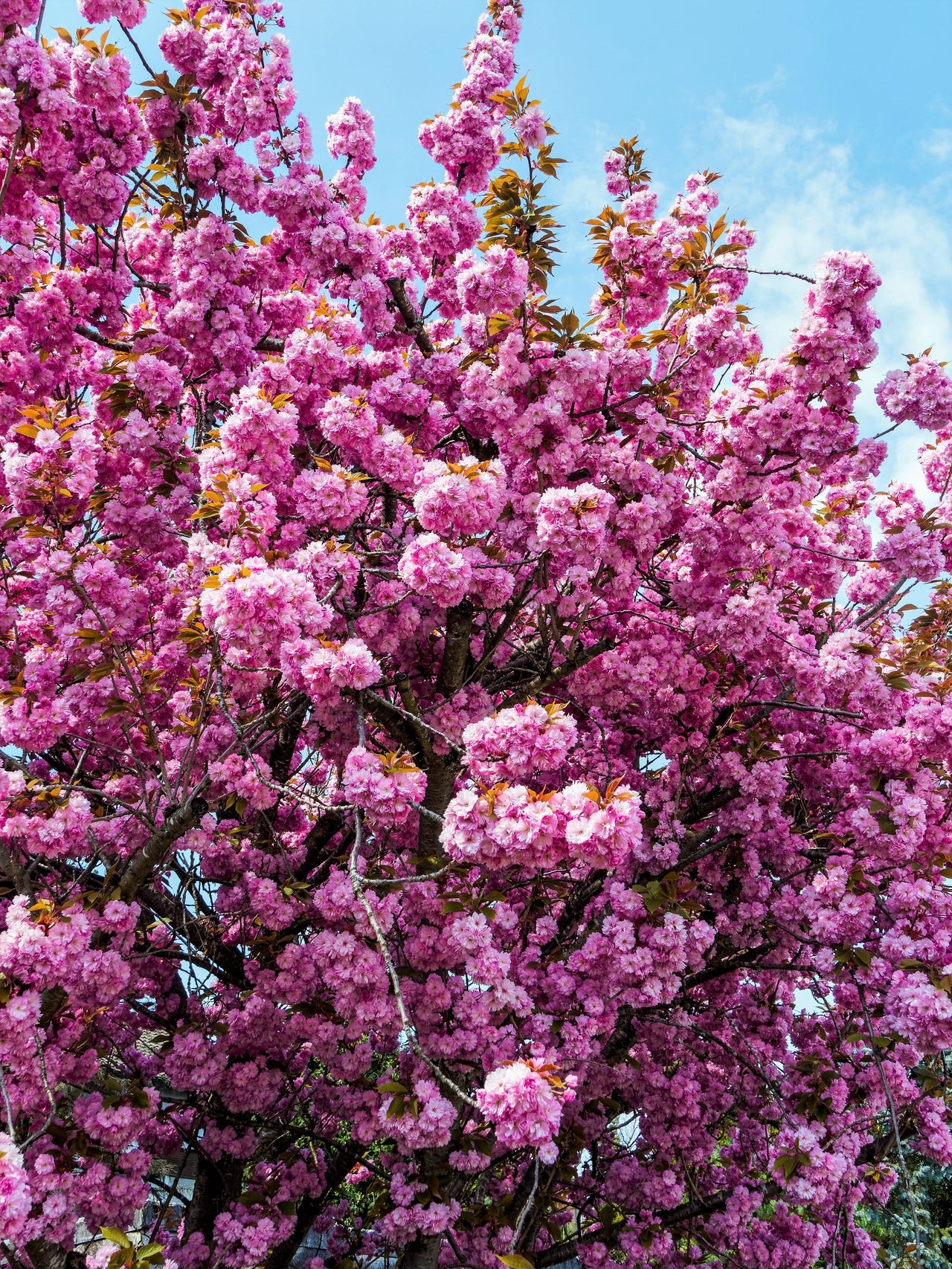10 JAPANESE FLOWERING CHERRY Tree Oriental Prunus Serrulata Flower Seeds