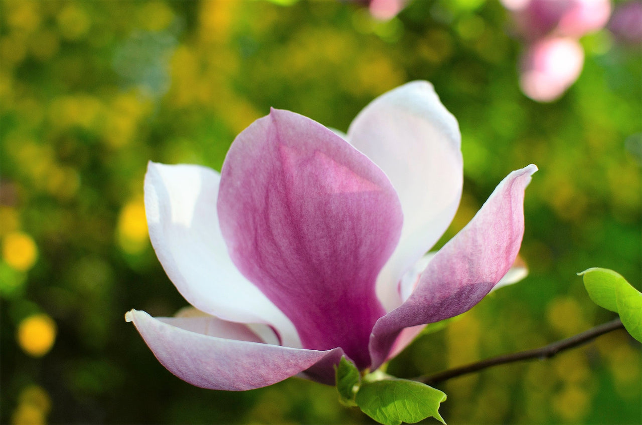 5 SAUCER MAGNOLIA x Soulangeana Denudata & Liliiflora 5 - 10" Pink & White Flower Tulip Tree Seeds