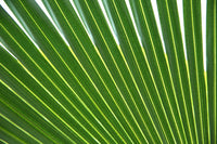 5 GREEN SAW PALMETTO Serenoa Repens American Dwarf Palm Tree Shrub Edible Fruit Sun or Shade Seeds
