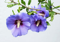25 Purple ROSE Of SHARON HIBISCUS Syriacus Flower Tree Bush Seeds