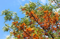 35 SILKY OAK TREE Orange Flower Southern Silver Oak Grevillea Robusta Seeds