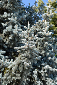50 Colorado BLUE SPRUCE Tree Picea Pungens Glauca Christmas Tree White Silver Spruce Evergreen Seeds