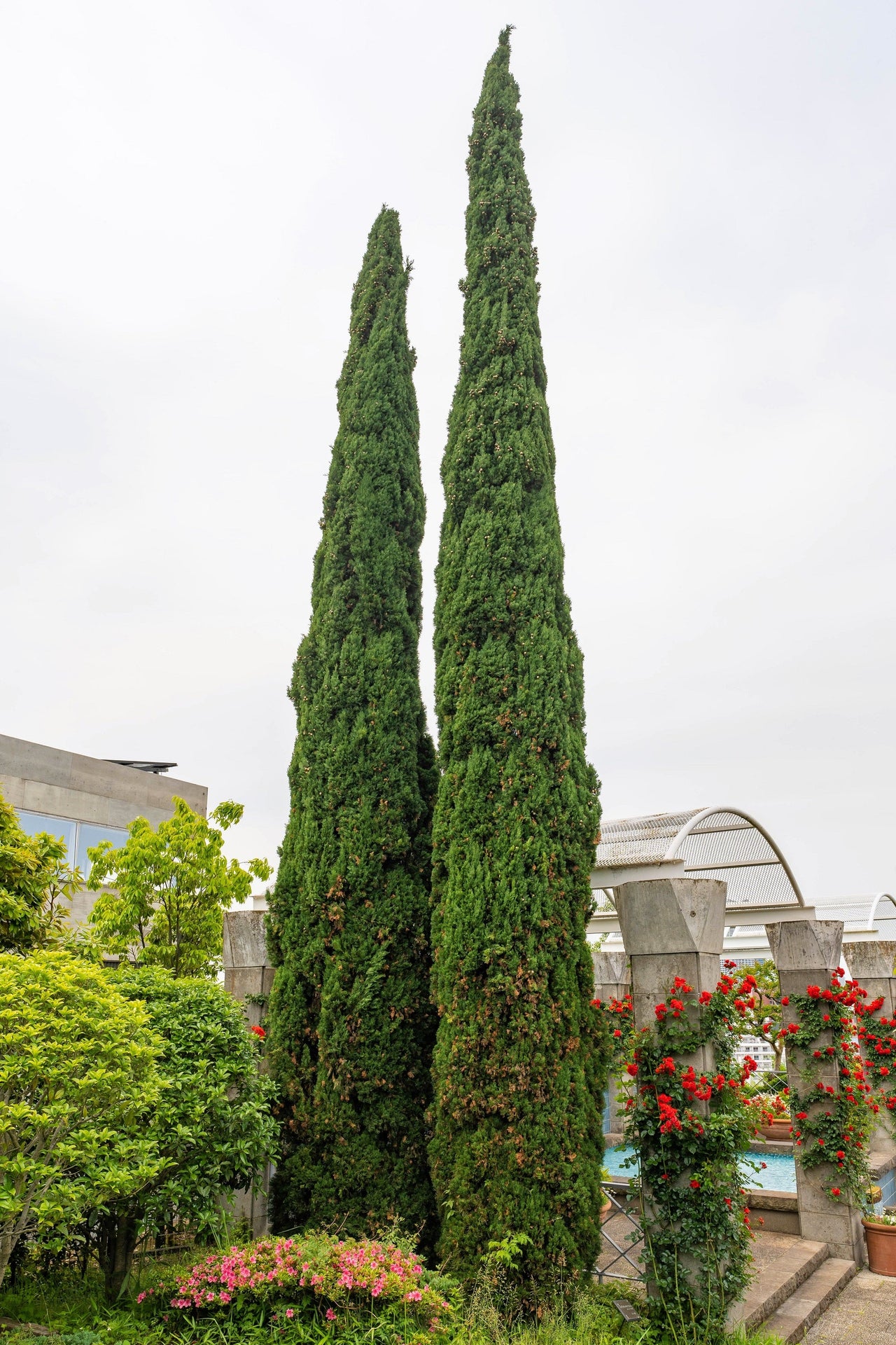 20 MEDITERRANEAN CYPRESS TREE Italian Pencil Pine Cedar Cupressus Sempervirens Stricta Seeds